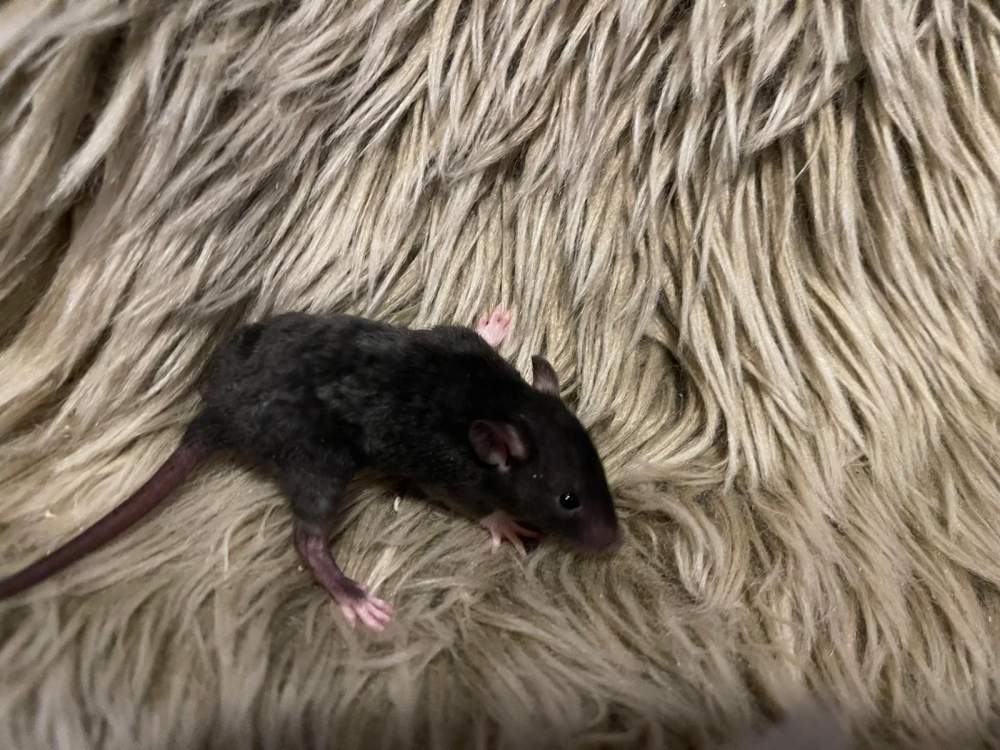 Fancy rat Owned by other Rattus norvegicus 