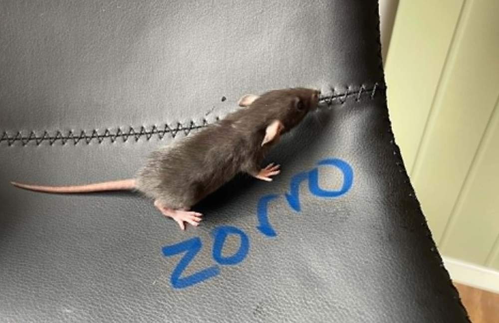 Fancy rat Owned by other Rattus norvegicus 
