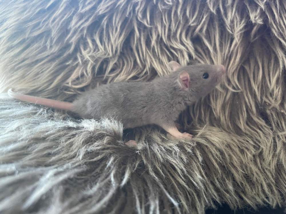 Fancy rat Pet only Rattus norvegicus 
