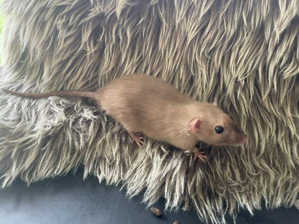 Fancy rat Retired Rattus norvegicus 