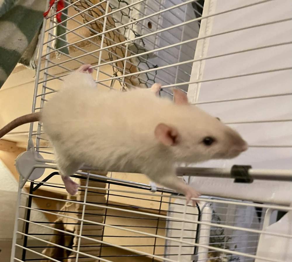 Fancy rat Breeder Rattus norvegicus 