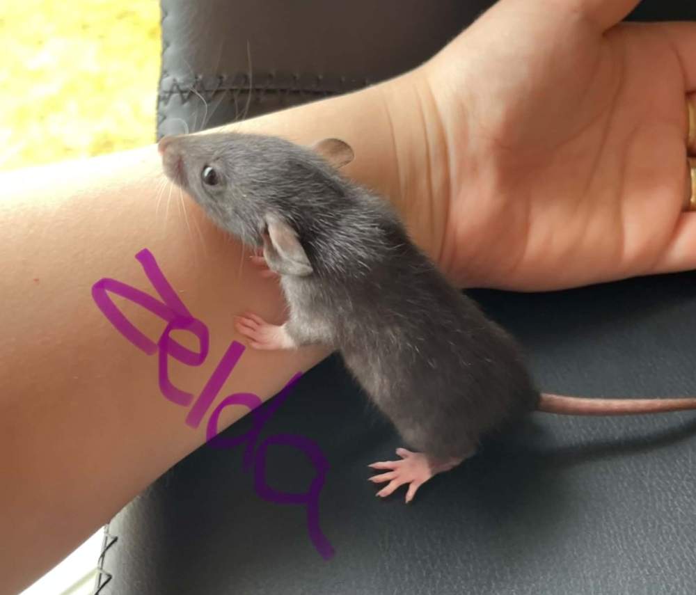 Fancy rat Owned by other Rattus norvegicus 