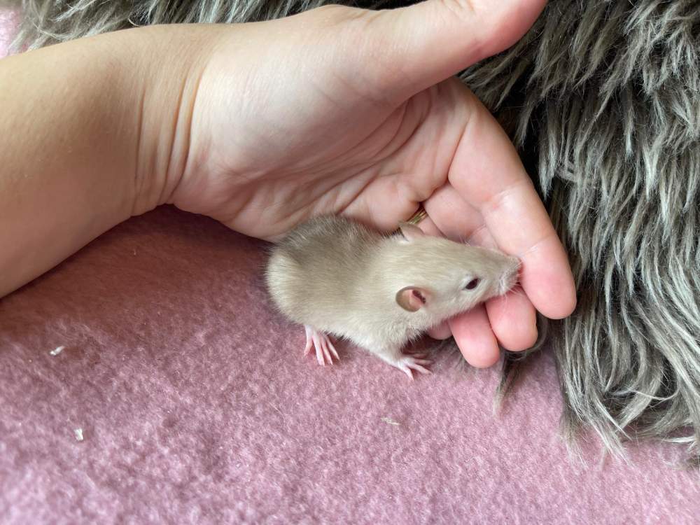 Fancy rat Pet only Rattus norvegicus 