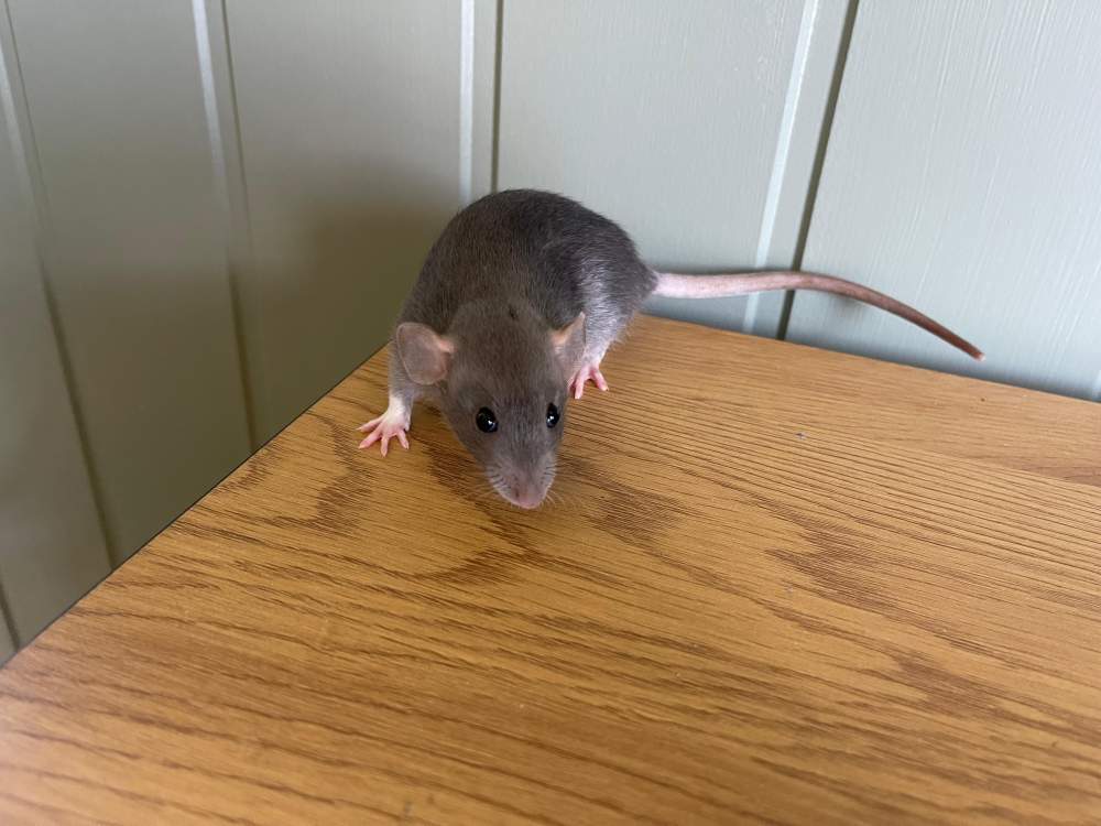 Fancy rat Owned by other Rattus norvegicus 