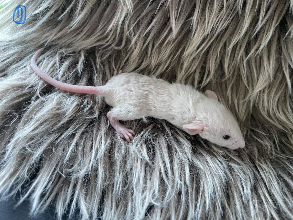 Fancy rat Owned by other Rattus norvegicus 