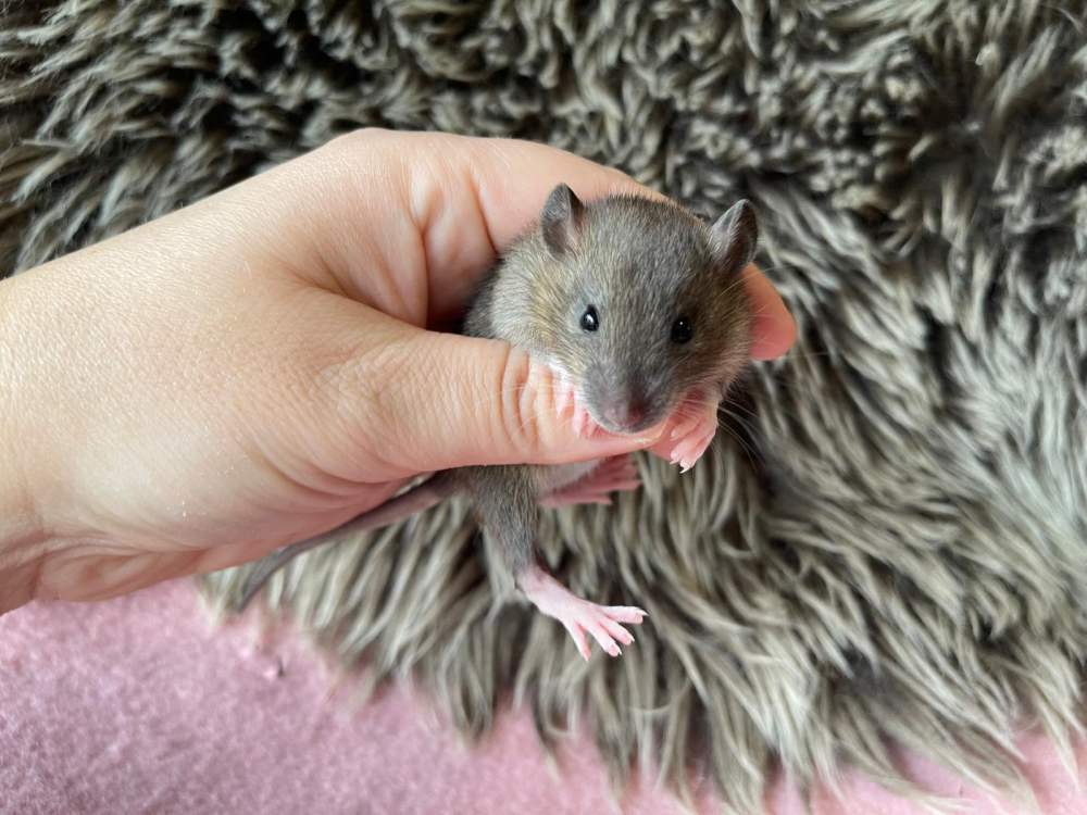 Fancy rat Pet only Rattus norvegicus 