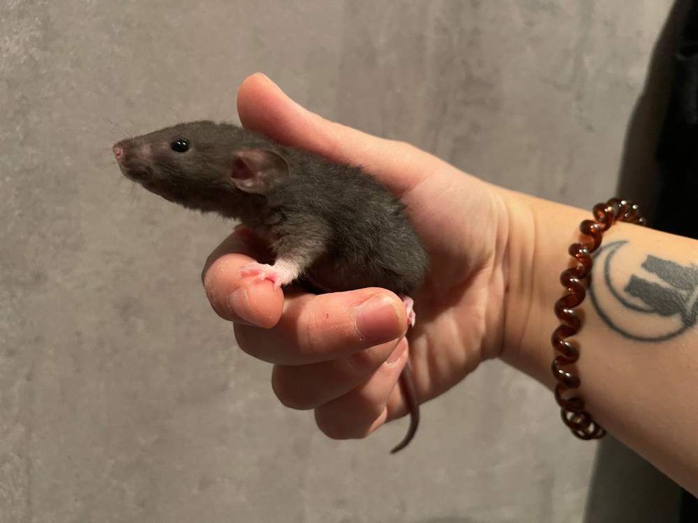 Fancy rat Owned by other Rattus norvegicus 