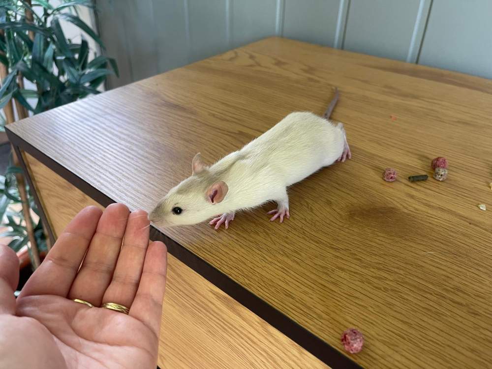 Fancy rat Owned by other Rattus norvegicus 