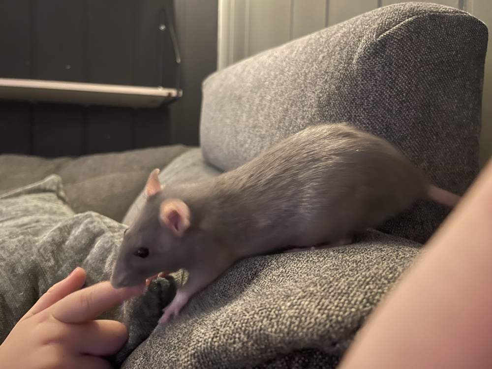 Fancy rat Breeder Rattus norvegicus 