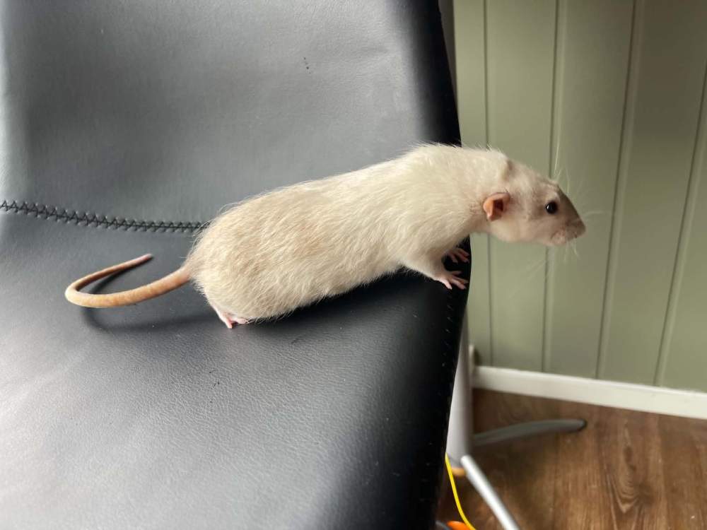Fancy rat Breeder Rattus norvegicus 