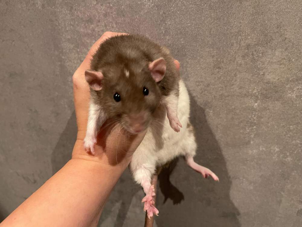 Fancy rat Breeder Rattus norvegicus 