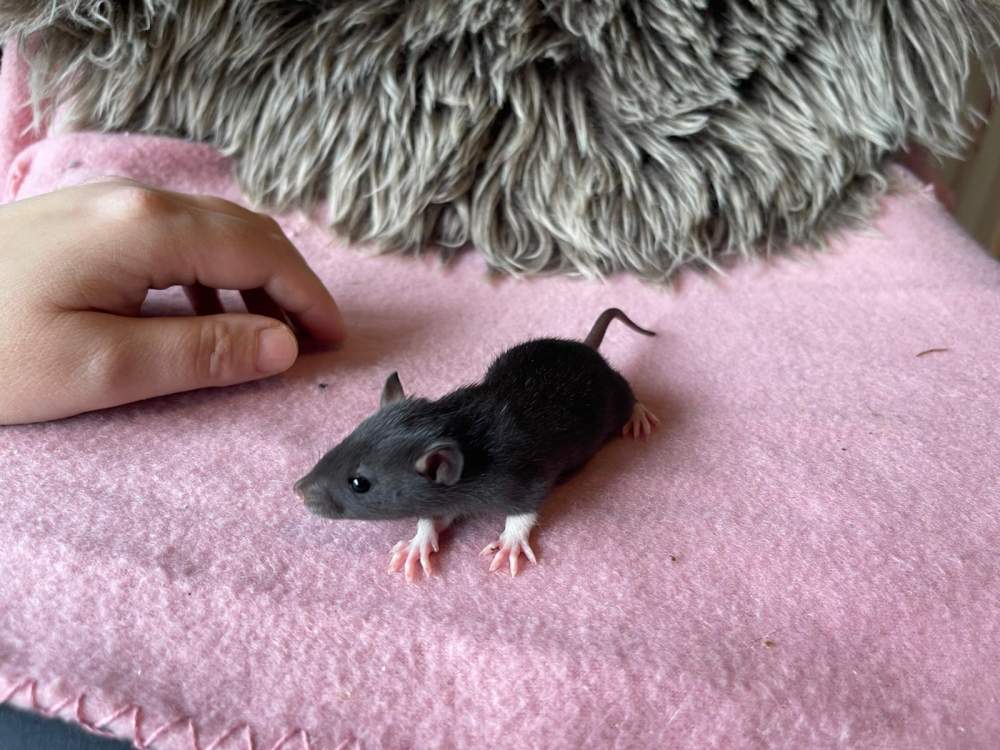 Fancy rat Pet only Rattus norvegicus 