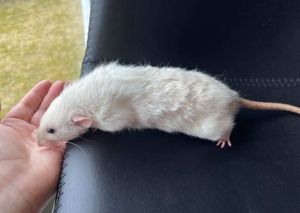 Fancy rat Breeder Rattus norvegicus 