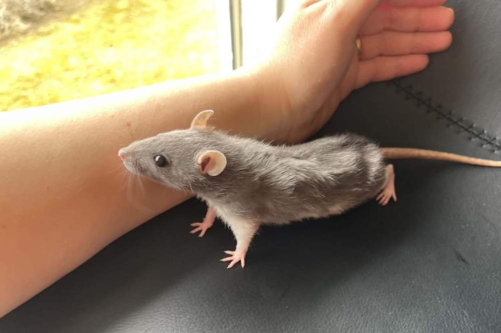 Fancy rat Pet only Rattus norvegicus 