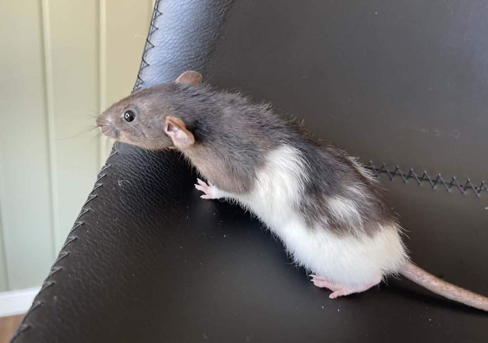 Fancy rat Pet only Rattus norvegicus 