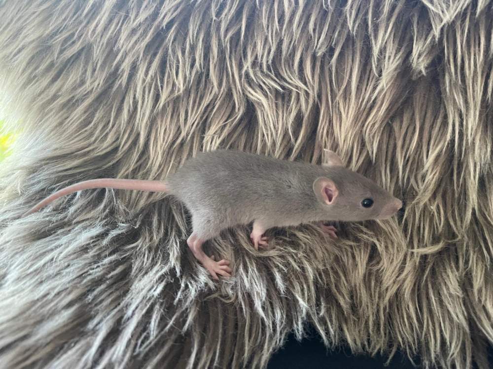 Fancy rat Pet only Rattus norvegicus 