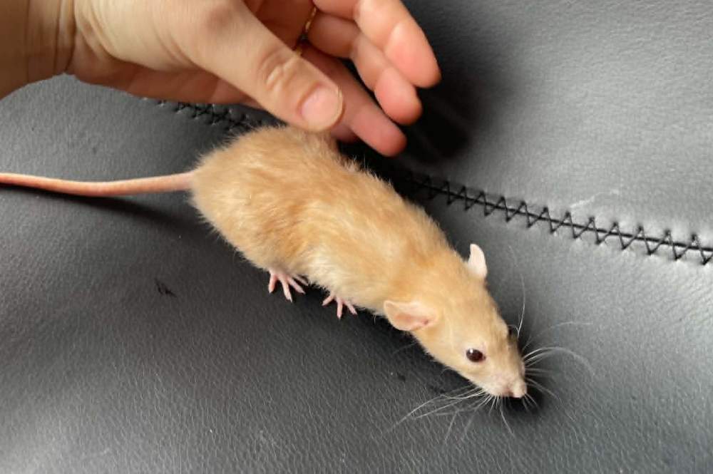 Fancy rat Pet only Rattus norvegicus 