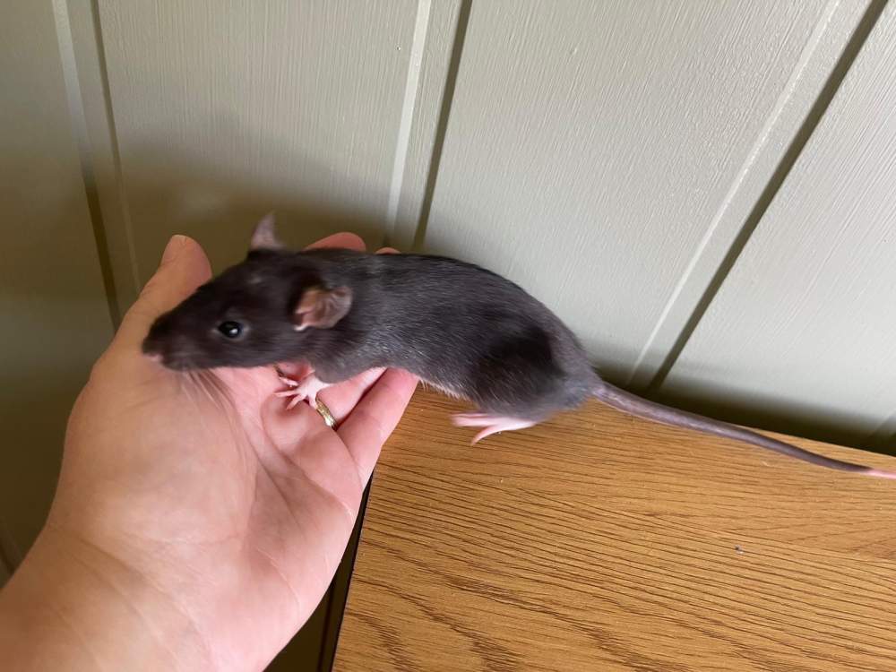 Fancy rat Owned by other Rattus norvegicus 