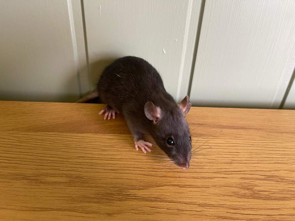 Fancy rat Breeder Rattus norvegicus 