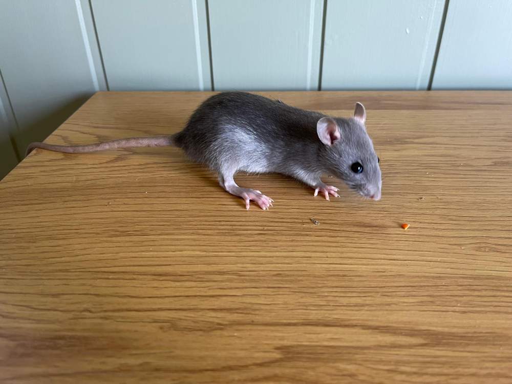 Fancy rat Owned by other Rattus norvegicus 