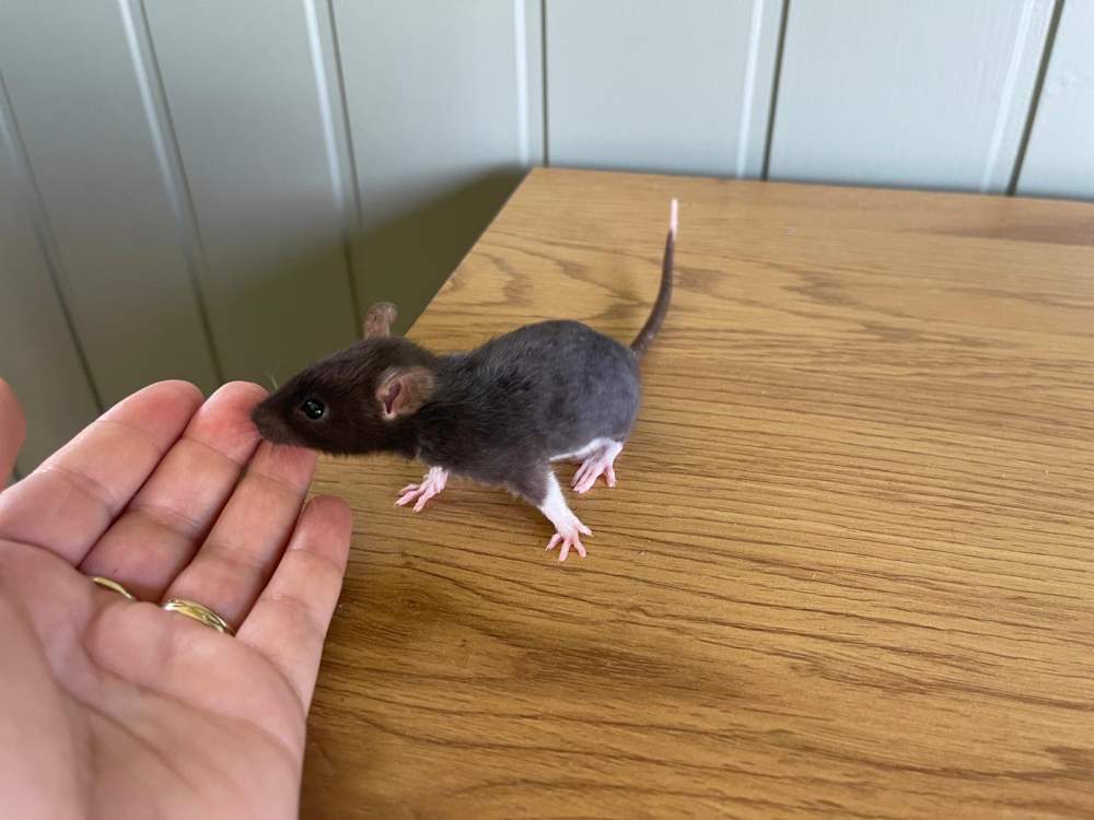 Fancy rat Owned by other Rattus norvegicus 