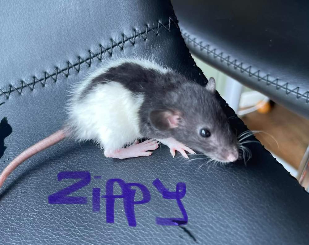 Fancy rat Owned by other Rattus norvegicus 
