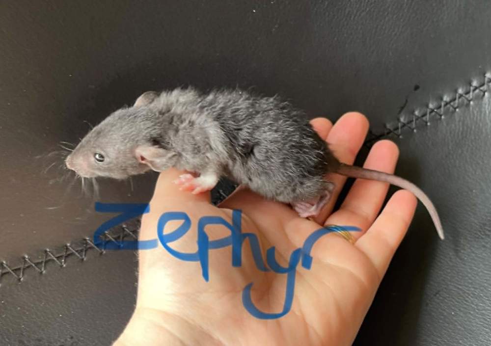 Fancy rat Owned by other Rattus norvegicus 