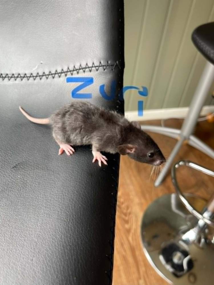 Fancy rat Owned by other Rattus norvegicus 