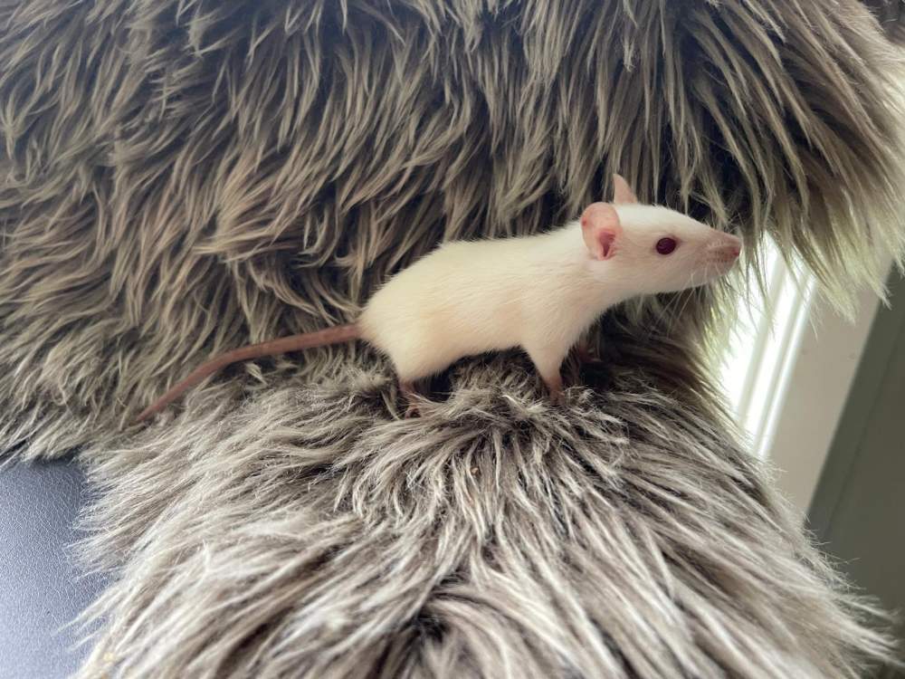 Fancy rat Breeder Rattus norvegicus 