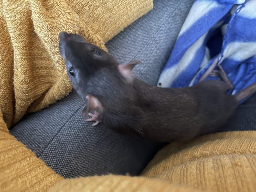 Fancy rat Pet only Rattus norvegicus 