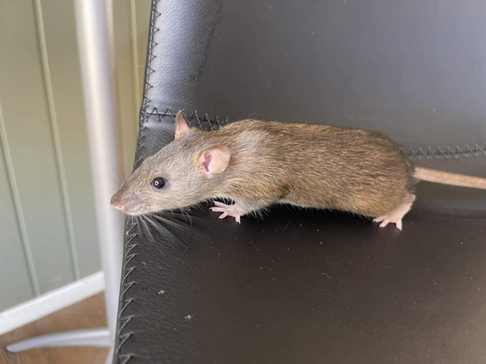 Fancy rat Pet only Rattus norvegicus 