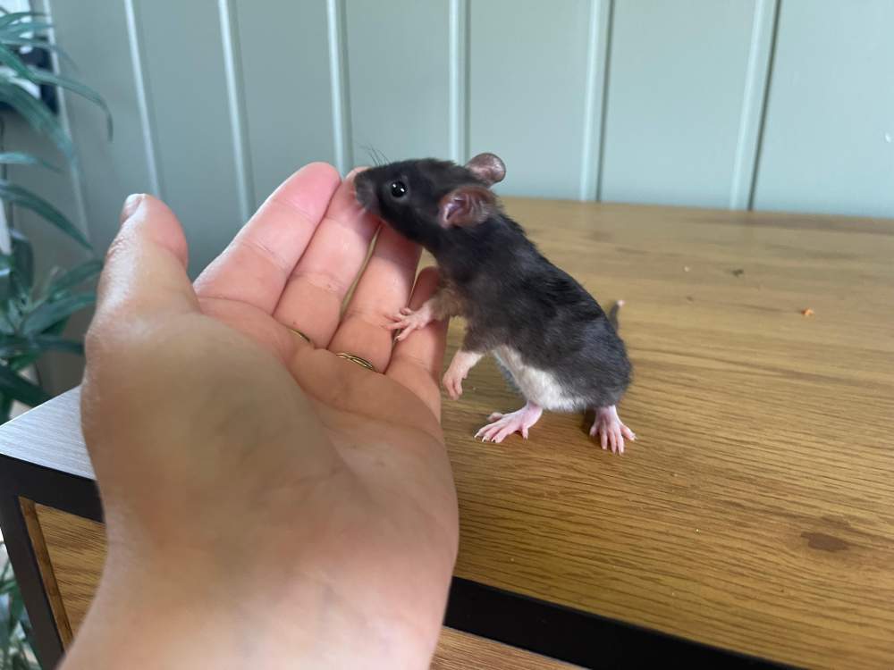 Fancy rat Owned by other Rattus norvegicus 