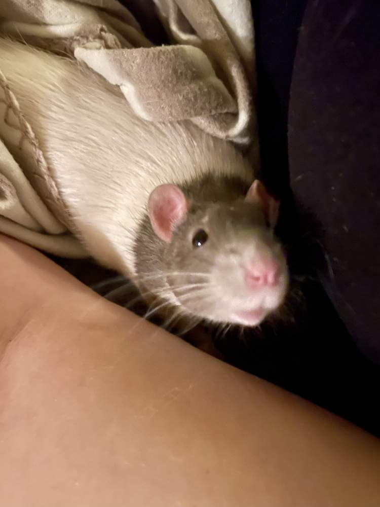 Fancy rat Breeder Rattus norvegicus 