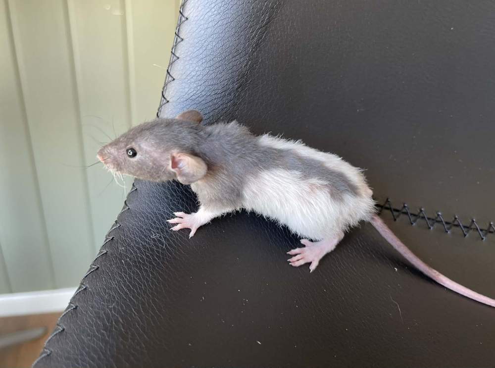 Fancy rat Owned by other Rattus norvegicus 