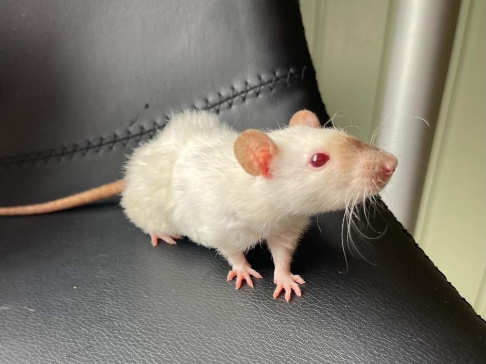 Fancy rat Retired Rattus norvegicus 