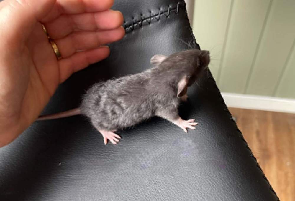 Fancy rat Owned by other Rattus norvegicus 