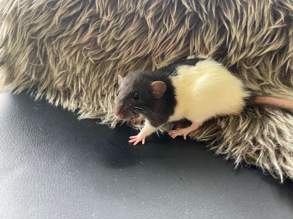 Fancy rat Breeder Rattus norvegicus 