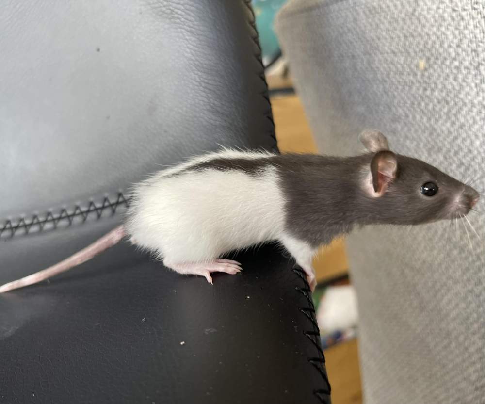 Fancy rat Owned by other Rattus norvegicus 