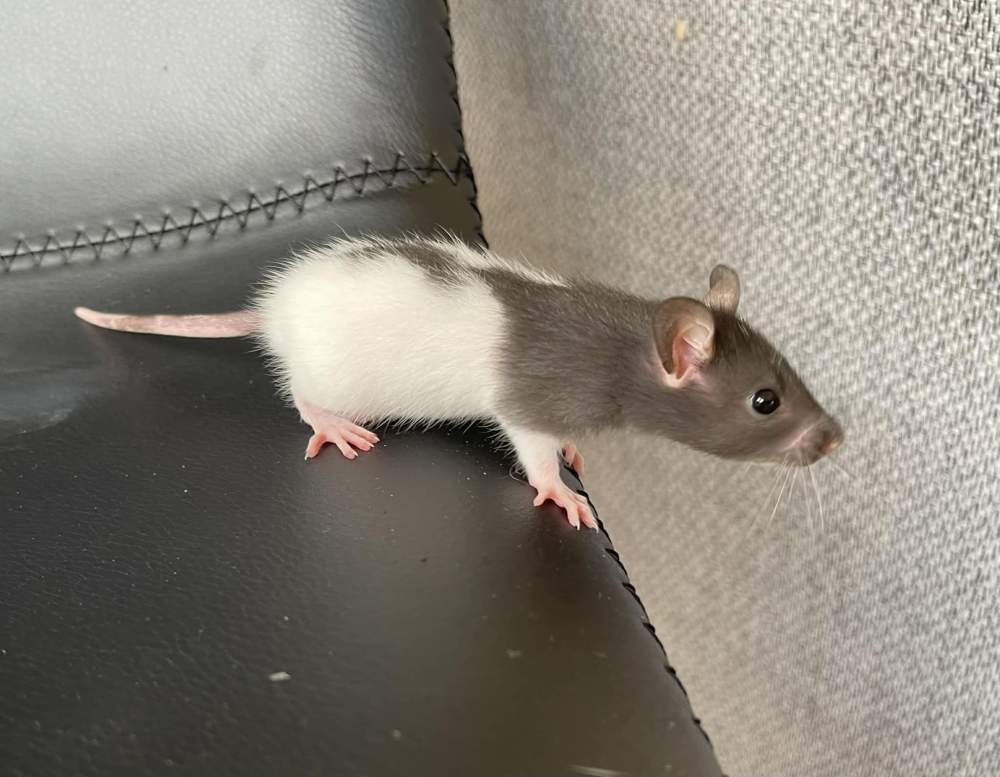 Fancy rat Pet only Rattus norvegicus 