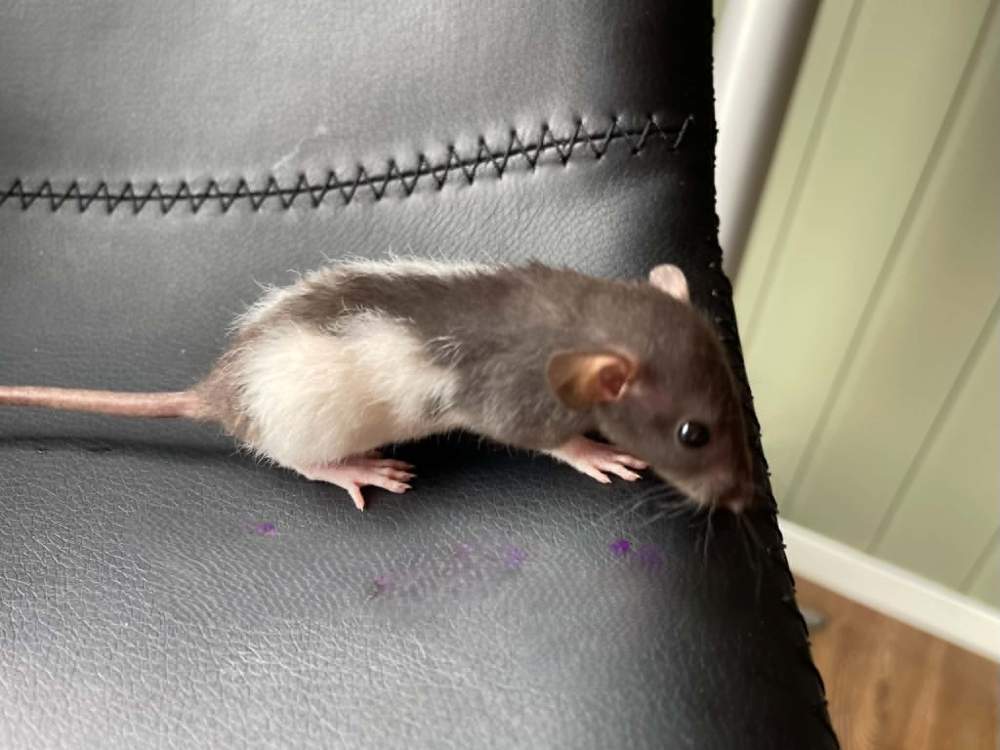 Fancy rat Owned by other Rattus norvegicus 