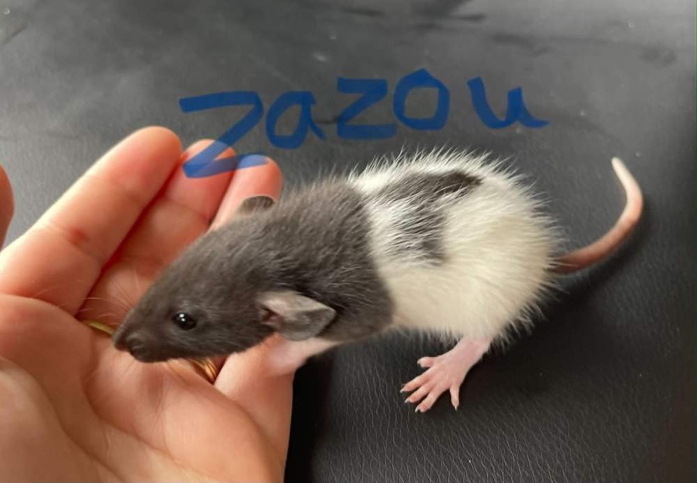 Fancy rat Owned by other Rattus norvegicus 