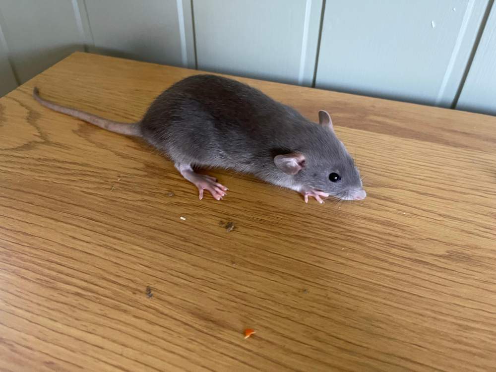 Fancy rat Owned by other Rattus norvegicus 
