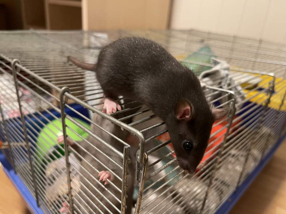 Fancy rat Pet only Rattus norvegicus 