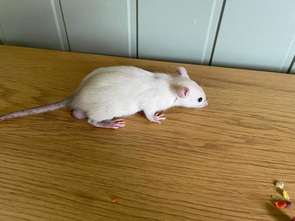 Fancy rat Breeder Rattus norvegicus 