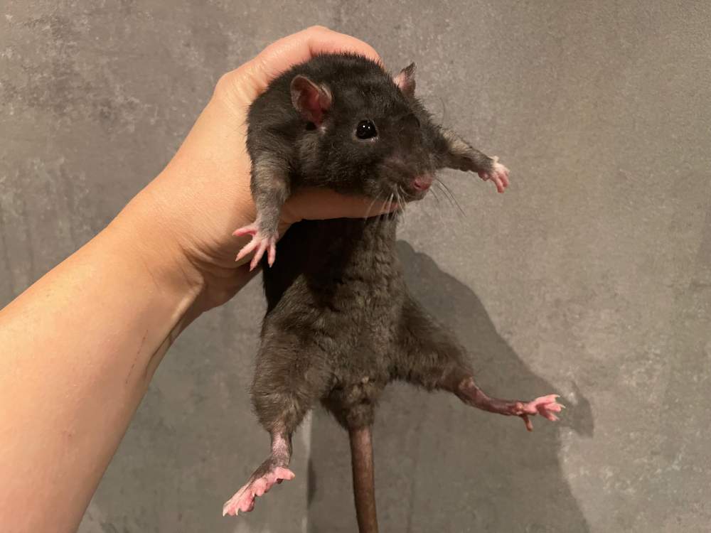 Fancy rat Breeder Rattus norvegicus 