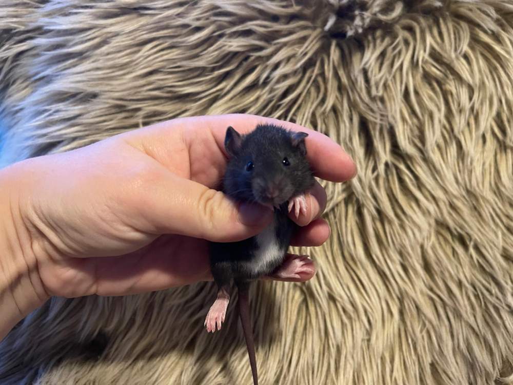 Fancy rat Owned by other Rattus norvegicus 