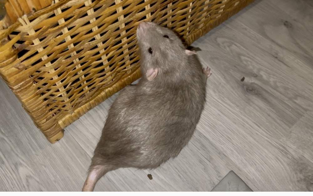 Fancy rat Deceased Rattus norvegicus 
