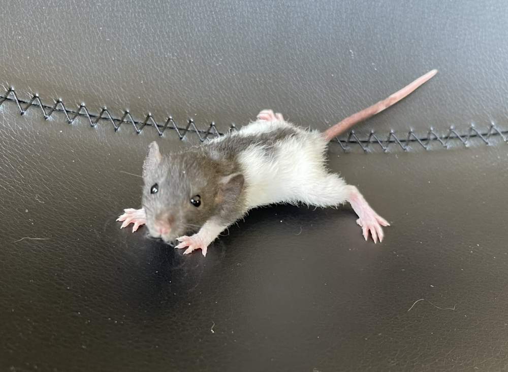 Fancy rat Owned by other Rattus norvegicus 