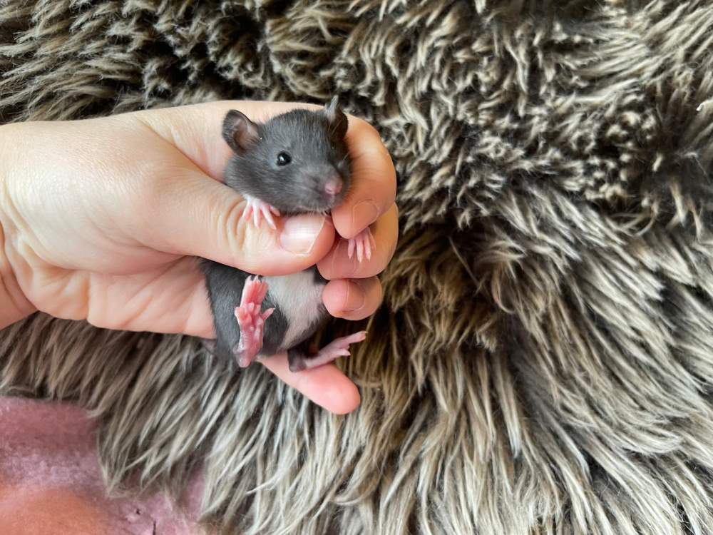 Fancy rat Pet only Rattus norvegicus 