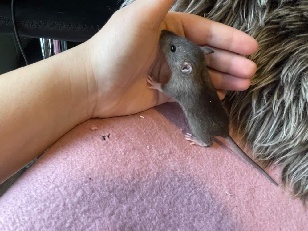 Fancy rat Pet only Rattus norvegicus 